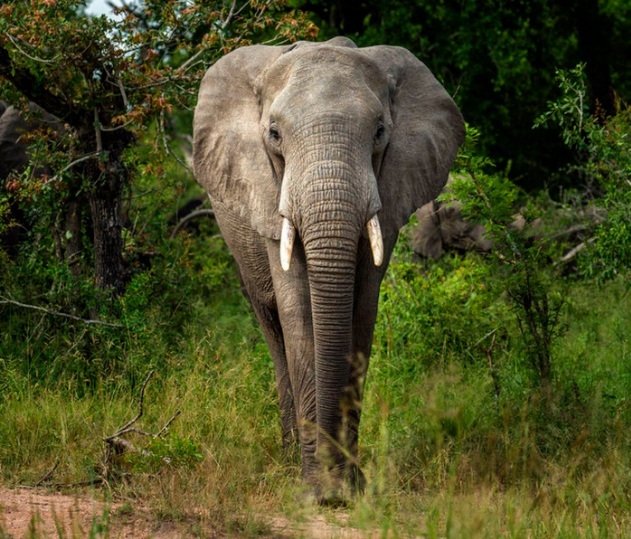 Forest Guard trampled to death in Mayurbhanj