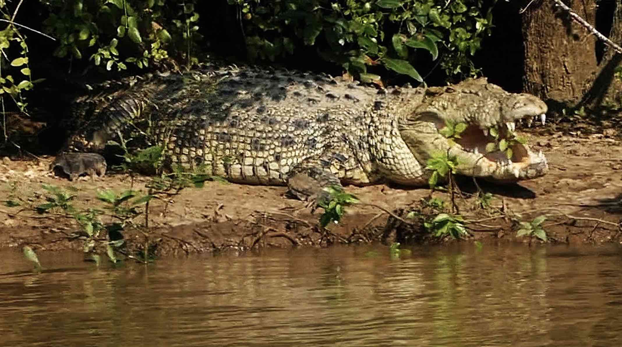 Bhitarkanika Park to be closed for visitors from today