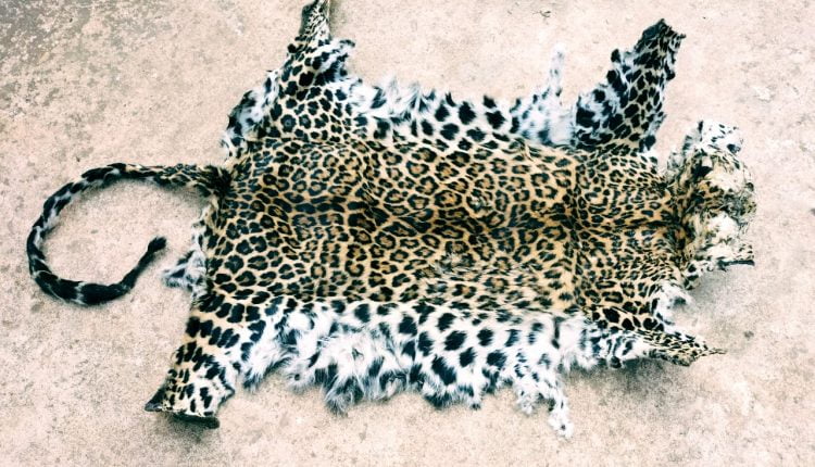 Leopard skin seized, one held in Bolangir