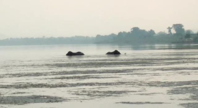 Two wild elephants stuck in Mahanadi in Cuttack