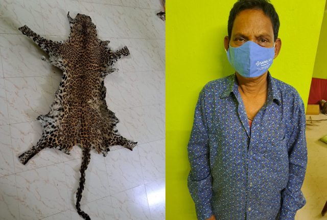 Leopard skin seized in Kandhamal; man held