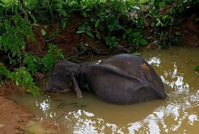 Elephant Calf Found Dead In Dhenkanal 