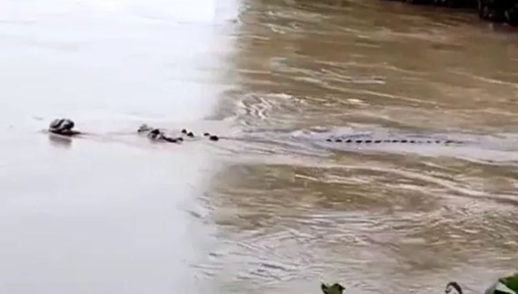 Crocodile spotted in flood-hit Jagatsinghpur