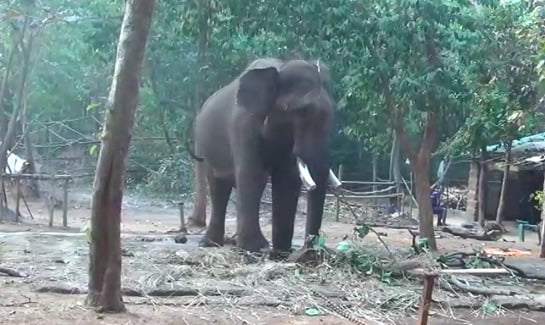 Elephant, boar electrocuted in Dhenkanal