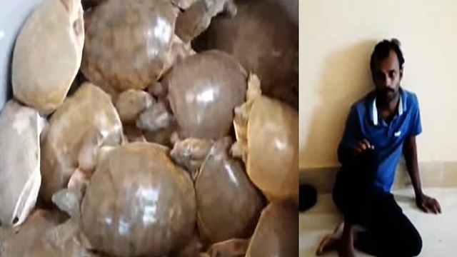 87 rare species of turtles seized in Balasore, smuggler held