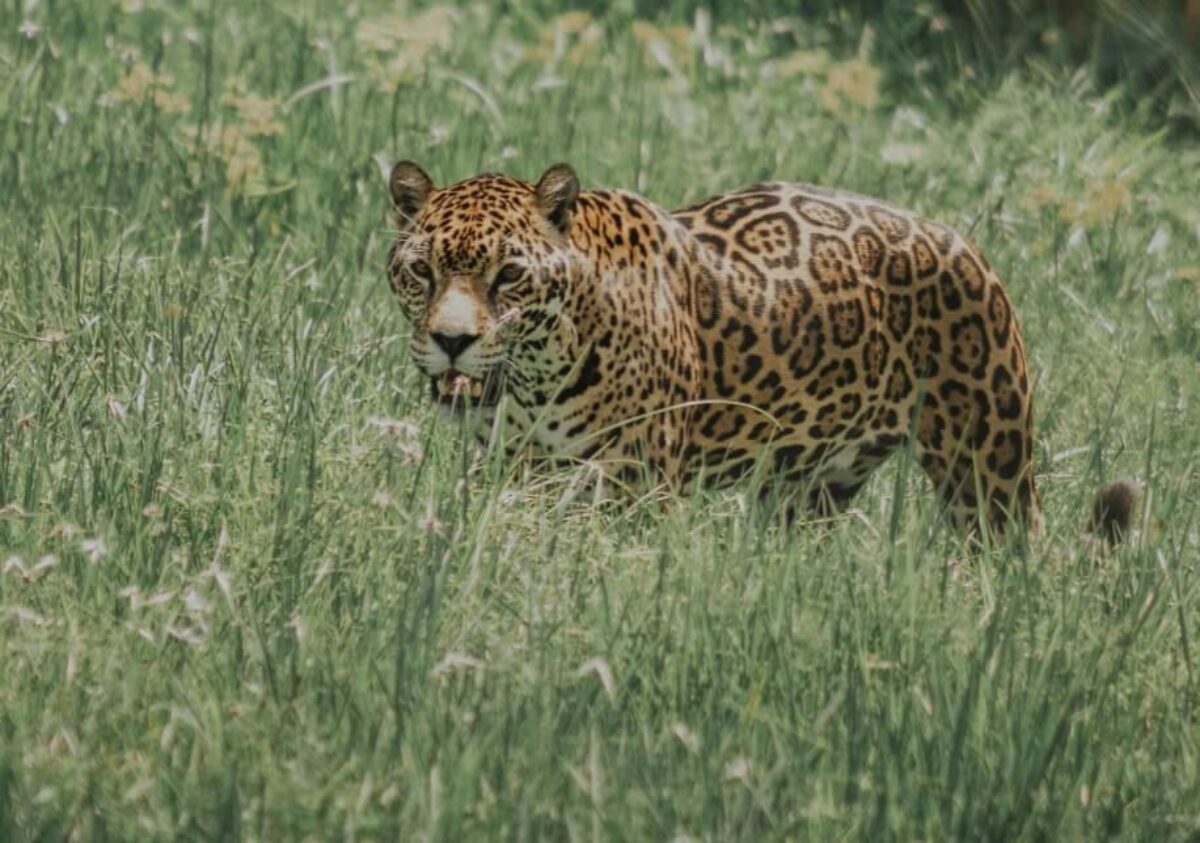 Fear of tiger and leopard in 2 districts of Odisha