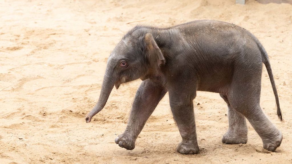 Another elephant cub found dead in Mayurbhanj jungle