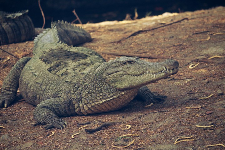 Crocodile claims another life in Bhitarkanika, five deaths in four months