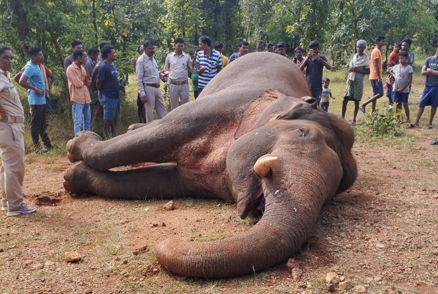 Tusker Electrocuted To Death In Odisha’s Dhenkanal