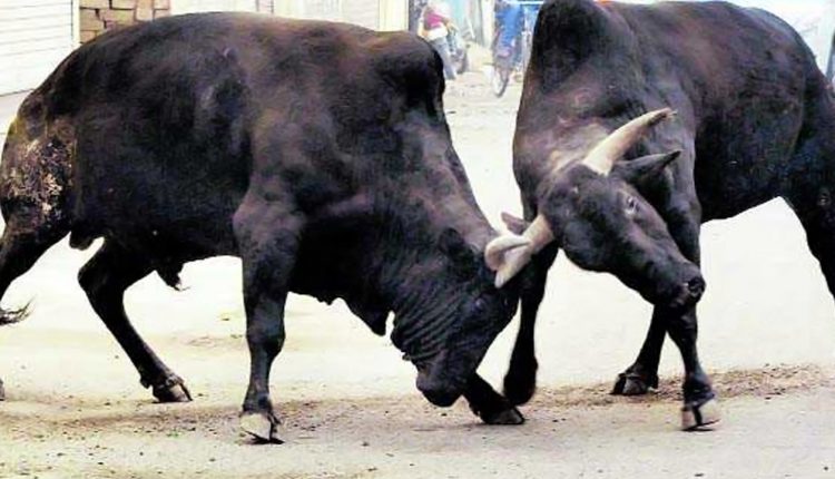 Old man killed, Seven critical as bull runs amok in Bhubaneswar