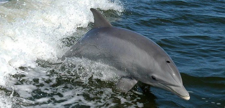 Dolphin census begins in Odisha