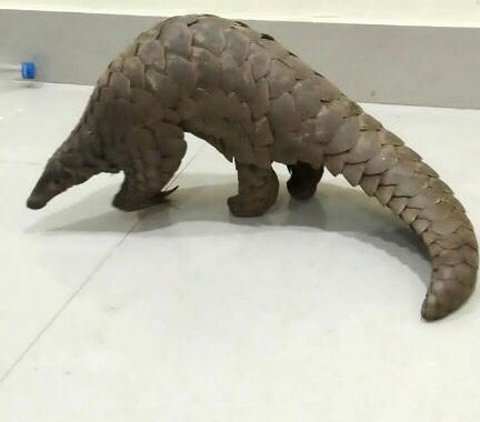 Live pangolin seized in Khordha, 2 arrested 