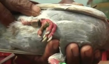 ‘Spy pigeon’ caught off Paradip coast to be sent to CFSL