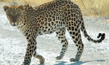 Fear grips Nuapada village as tiger mauls cow to death