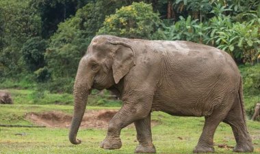2 women killed in jumbo attack at Hindol range in Dhenkanal