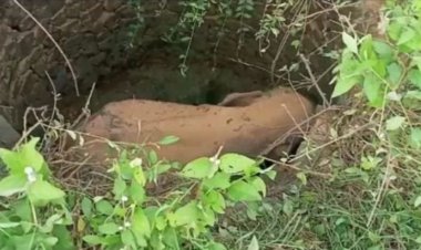 Baby elephant falls into deep well in Keonjhar, rescued
