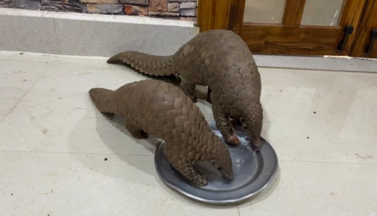 Two pangolins rescued in Sonepur; 2 brothers nabbed