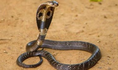 Keonjhar: Three students die of snakebite, one critical
