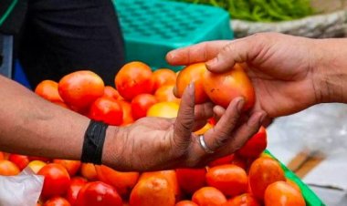 Man Dupes Vegetable Vendor, Buys Tomatoes By ‘Mortgaging’ 2 Minors In Cuttack