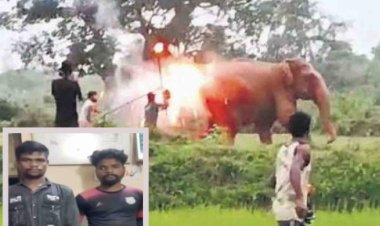 Fire Torches Thrown At Elephants In Odisha: Two Forest Dept Employees Dismissed
