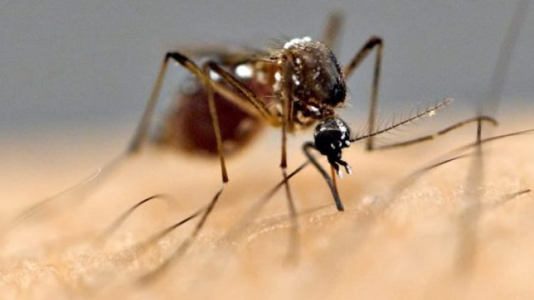 Odisha logs 175 dengue cases; 93 cases from Khordha