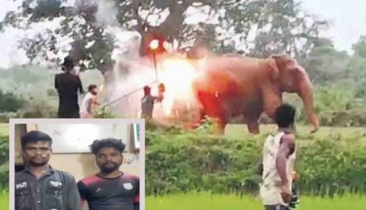 Fire Torches Thrown At Elephants In Odisha: Two Forest Dept Employees Dismissed