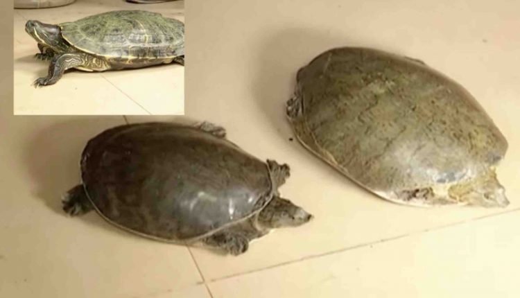 Rare species of turtle seized from hotel in Bhubaneswar