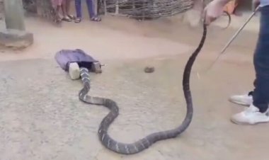 14-Foot-Long King Cobra Rescued From House In Dhenkanal