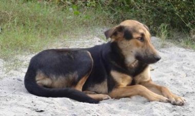 Dog fights with cobra, saves master's life in Sambalpur