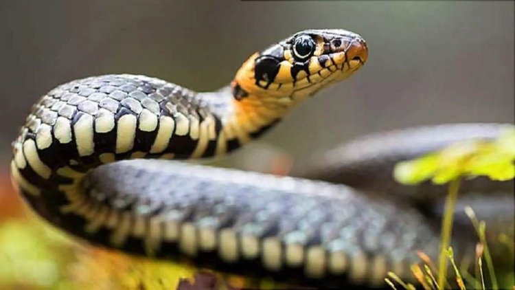 Odisha issues guidelines for rescue and release of snakes by handlers