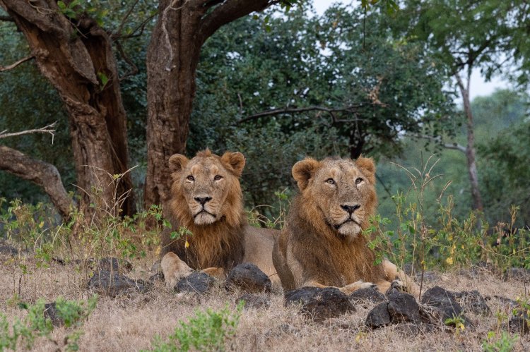 PM lauds all those working towards protecting the habitat of lions on occasion of World Lion Day