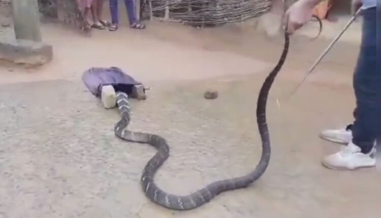 14-Foot-Long King Cobra Rescued From House In Dhenkanal