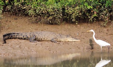 Crocodile season is back! Bhitarkanika National Park all set to open gates from August 1