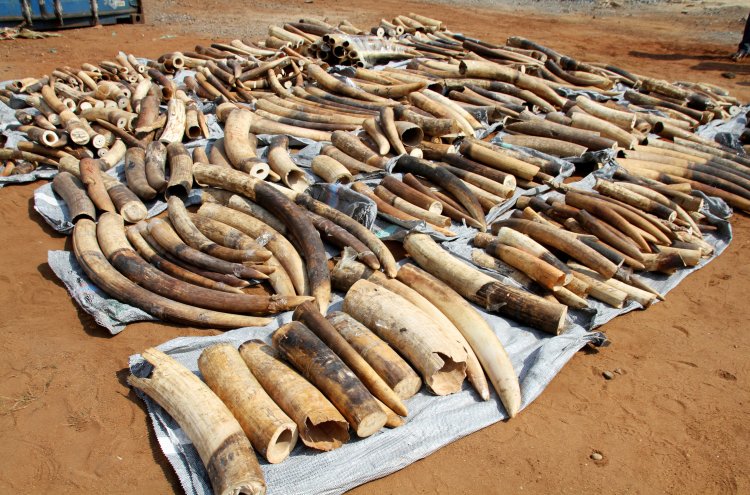 "Four more people have been detained for elephant tusk smuggling in Odisha."