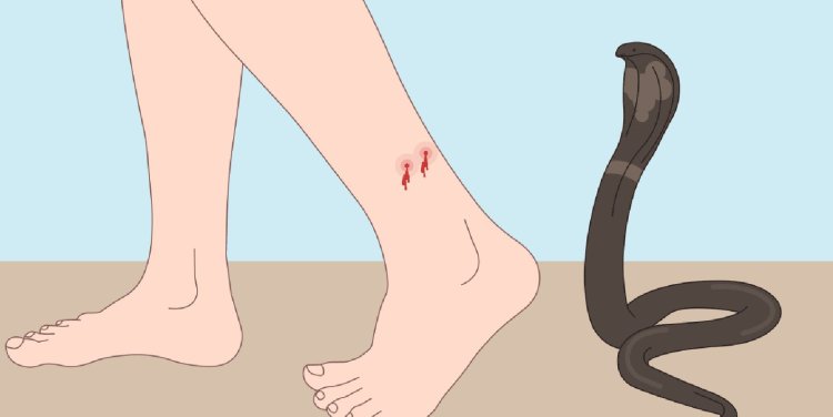 "Three siblings die from snakebite in Odisha."